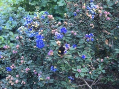Bombus