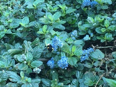 Bombus