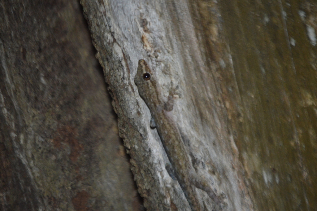 Asian House Gecko from Kurunegala Town North, Kurunegala, Sri Lanka on ...