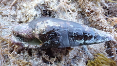 Isara glabra