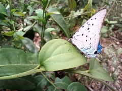 Pseudolycaena marsyas