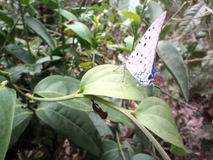 Pseudolycaena marsyas