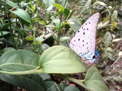 Pseudolycaena marsyas