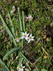 Lobelia oligophylla