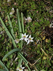 Lobelia oligophylla