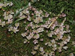 Lysimachia buxifolia