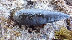 Isara glabra