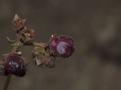 Calceolaria arachnoidea