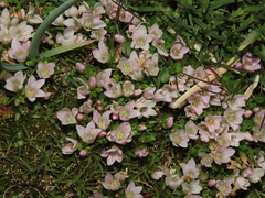 Lysimachia buxifolia