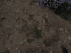 Calceolaria arachnoidea