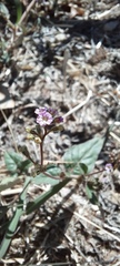 Boerhavia dominii