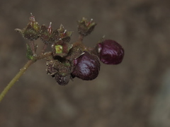 Calceolaria arachnoidea