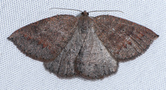 Drepanulatrix secundaria