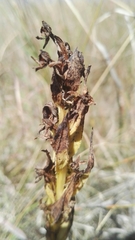 Habenaria pseudociliosa