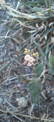 Boerhavia dominii