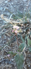 Boerhavia dominii