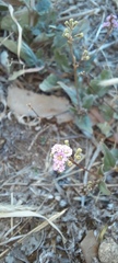 Boerhavia dominii