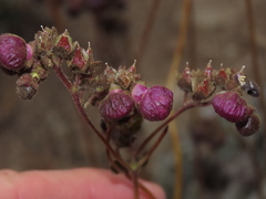 Calceolaria arachnoidea