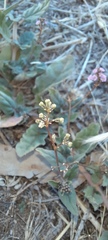 Boerhavia dominii