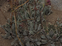 Calceolaria arachnoidea