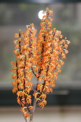 Polystachya paniculata