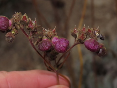 Calceolaria arachnoidea