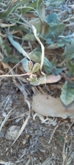 Boerhavia dominii
