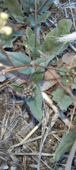 Boerhavia dominii