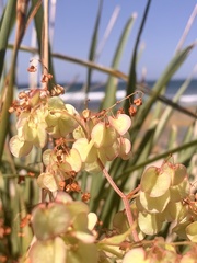 Rumex sagittatus