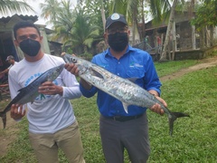 Scomberomorus maculatus