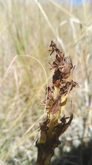Habenaria pseudociliosa
