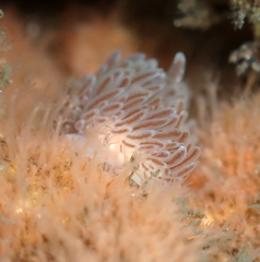 Cuthona divae