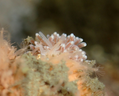 Cuthona divae