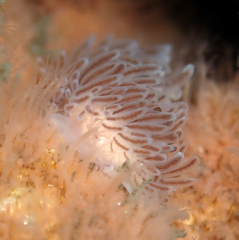 Cuthona divae