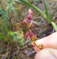 Genoplesium filiforme