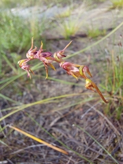 Genoplesium filiforme