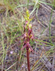 Genoplesium filiforme