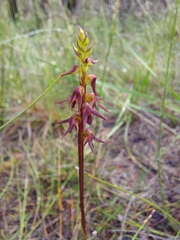 Genoplesium filiforme