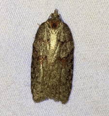 Acleris maximana