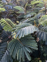 Paraserianthes