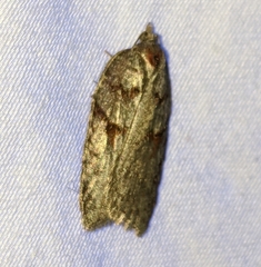 Acleris maximana