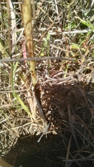 Habenaria pseudociliosa