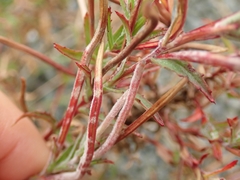 Podosphaera epilobii