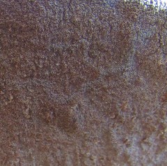 Phellinus everhartii