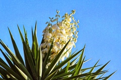 Yucca treculiana
