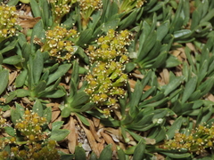 Azorella ruizii