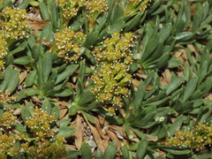 Azorella ruizii