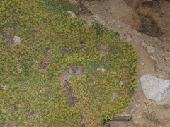 Azorella ruizii