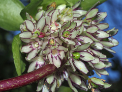 Eucomis bicolor