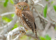 Glaucidium siju